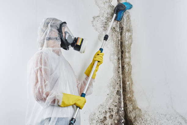 Best Toxic Mold Removal  in Steep Falls, ME