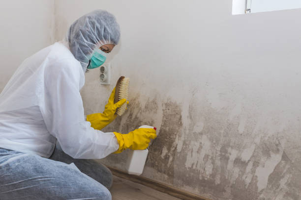 Best Mold Remediation  in Steep Falls, ME