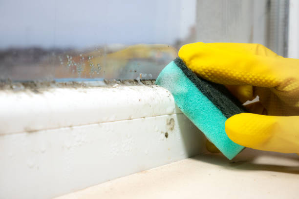 Best Mold Remediation Services  in Steep Falls, ME