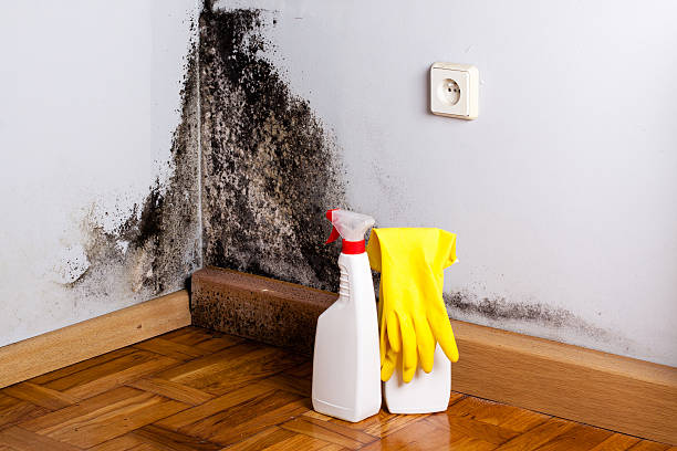 Trusted Steep Falls, ME Mold Removal Experts