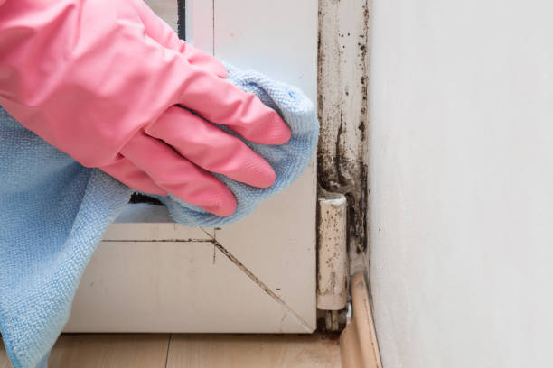 Best Mold Removal Specialists  in Steep Falls, ME