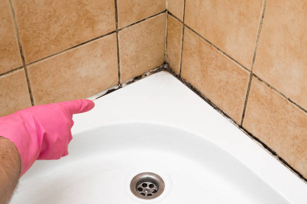  Steep Falls, ME Mold Removal Pros